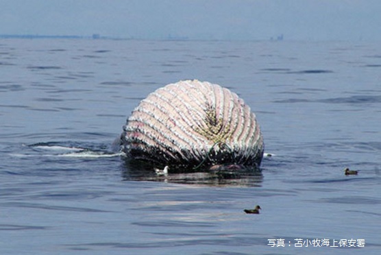 苫小牧沖を漂流するクジラの死骸