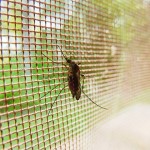蚊と網戸