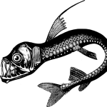 深海魚
